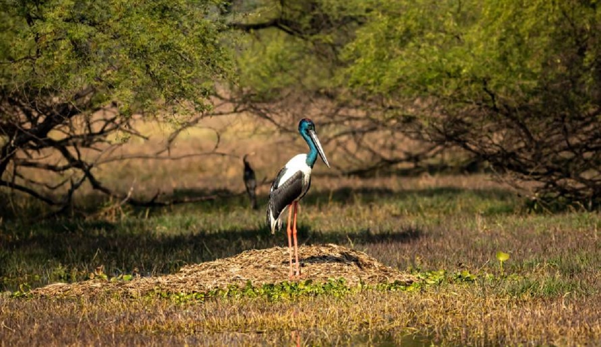 Essential Travel Tips for Keoladeo National Park