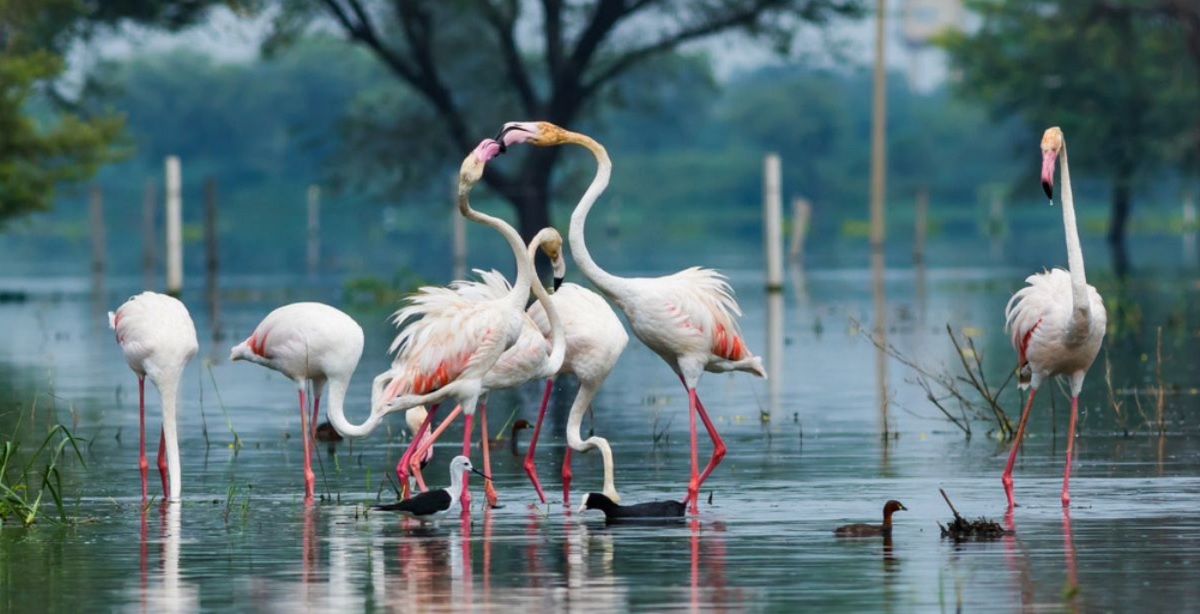 Keoladeo National Park: Bharatpur's Monsoon Spectacle