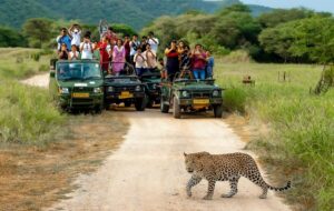 Jhalana Leopard Safari Park: Safari Timings, Entry Fee & Best Time to Visit