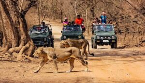 Why Safari Zones in Gir Matter