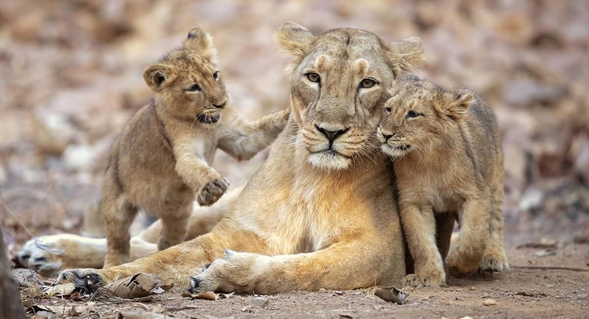 Best Ways to Reach Gir National Park from Ahmedabad