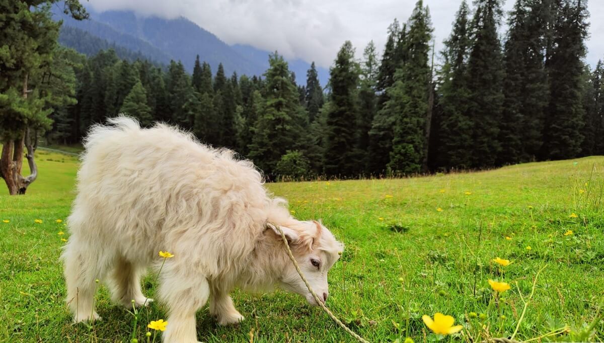 Pahalgam – Meadow of Shepherds