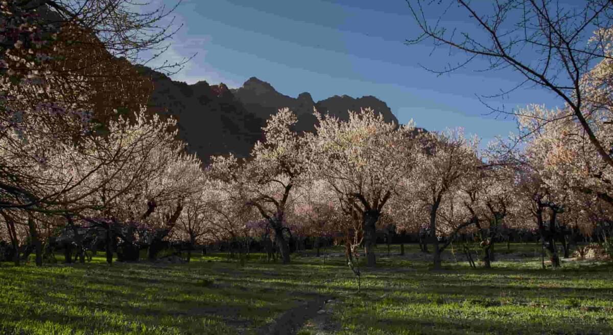 How to Reach Ladakh for the Apricot Blossom Festival 2025