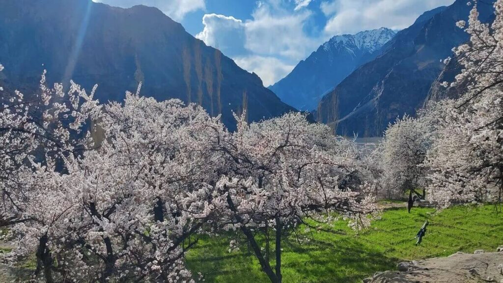 Apricot Blossom Festival Ladakh 2025 – A Springtime Spectacle in the Himalayas