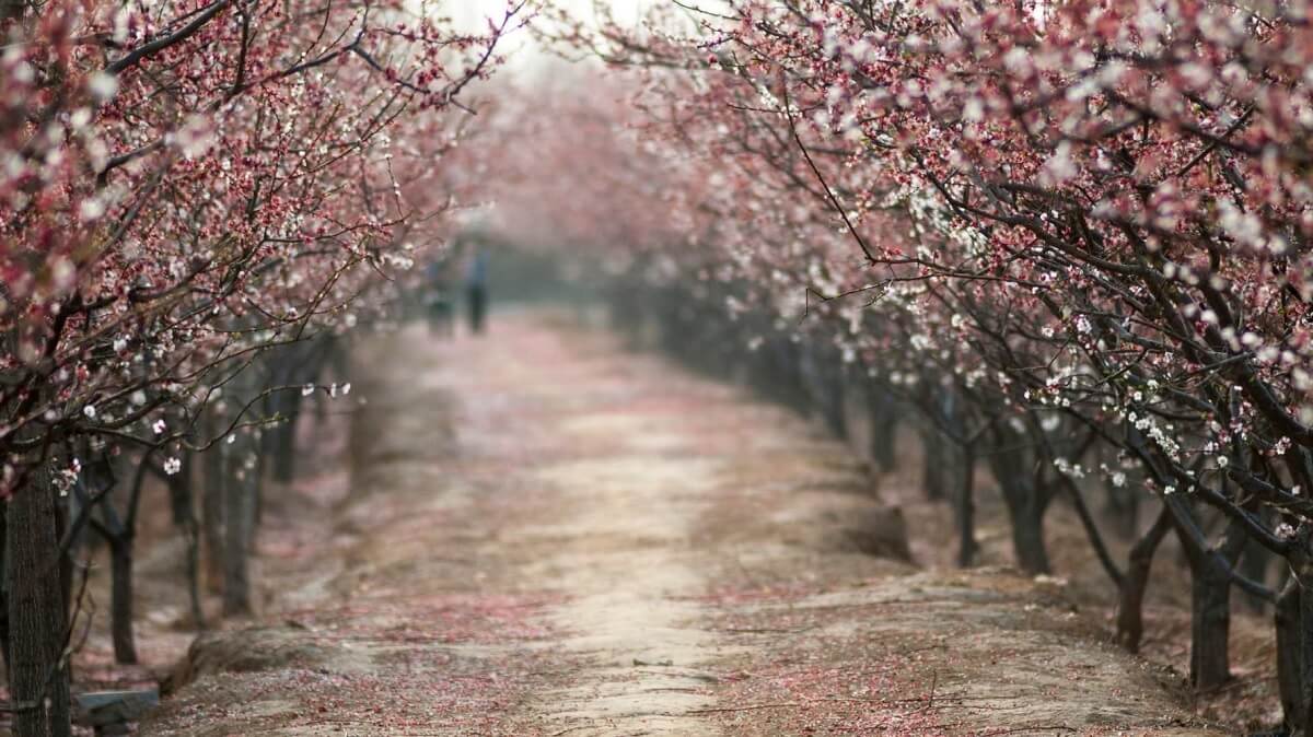 Why You Should Visit the Apricot Blossom Festival in 2025