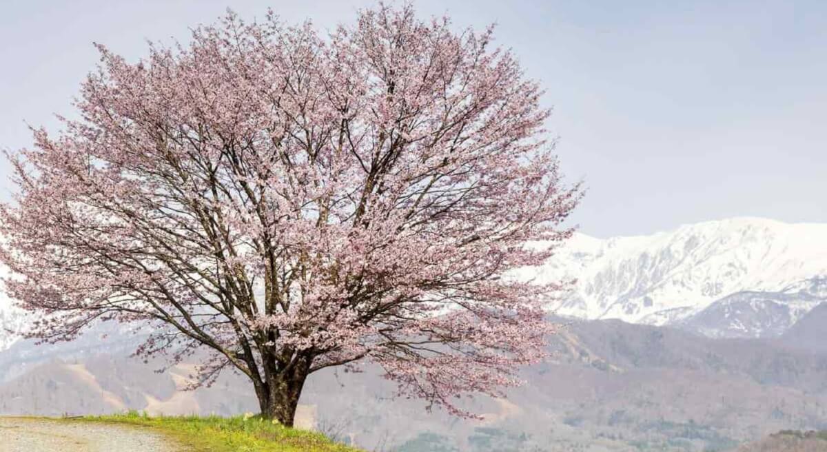 Where to Stay During the Apricot Blossom Festival 2025?