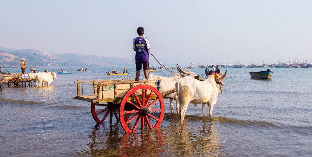 Dapoli – Coastal Calm Meets Village Life