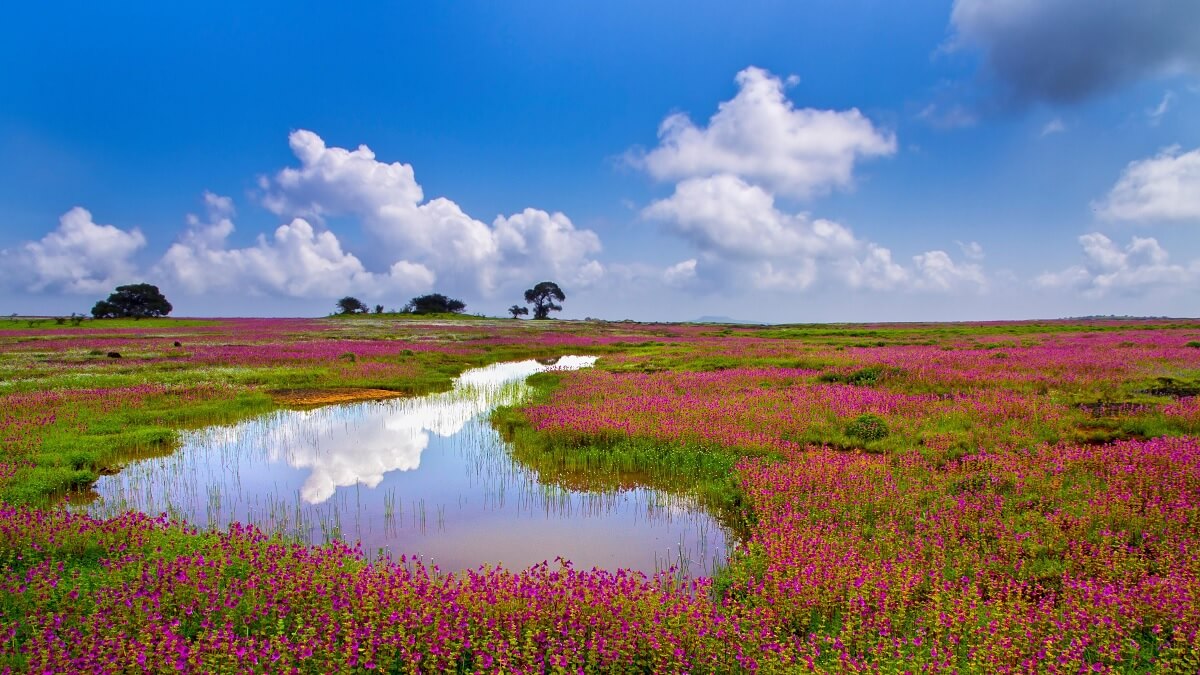 Kaas Plateau – Maharashtra’s Valley of Flowers