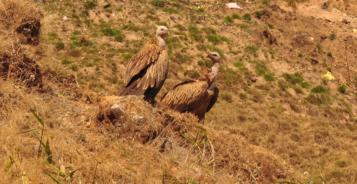 Bird Watching at Phansad Wildlife Sanctuary