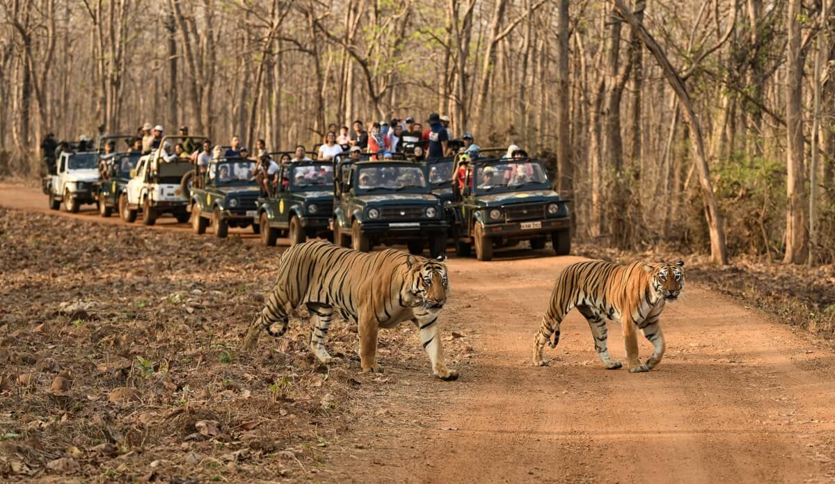 Tadoba-Andhari Tiger Reserve – Maharashtra’s Tiger Territory