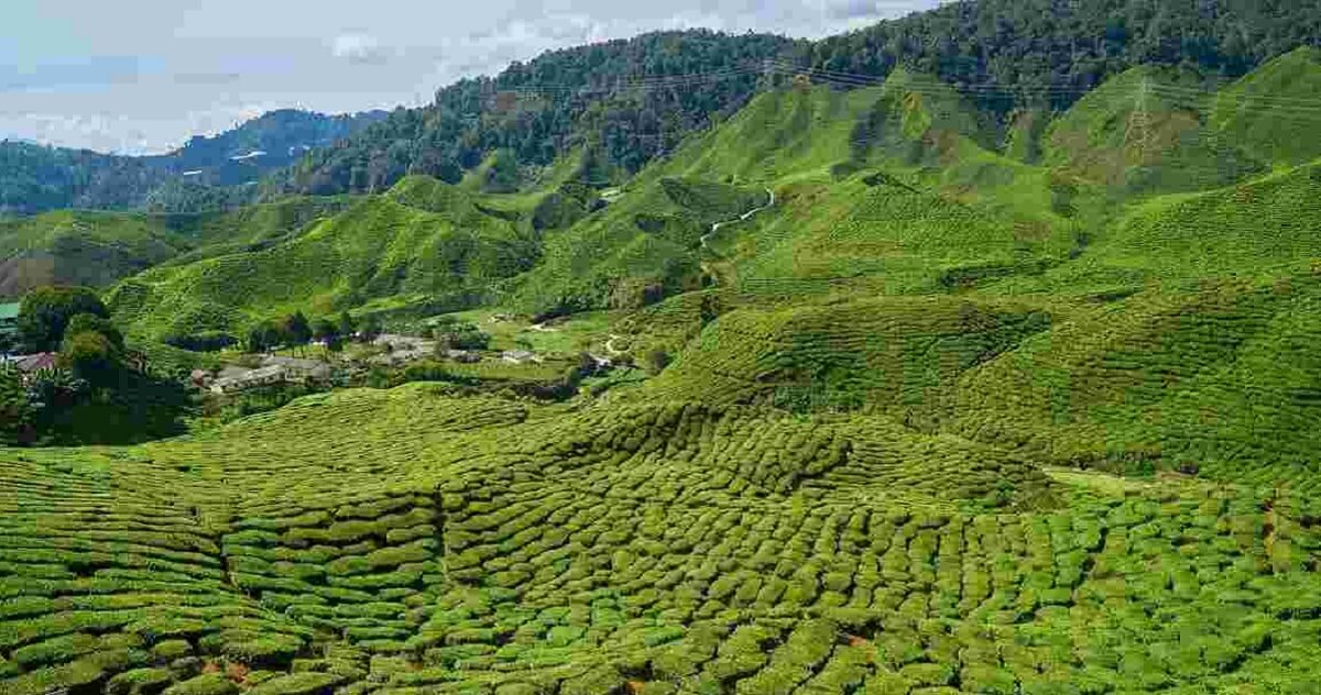 Explore Assam’s Tea Gardens