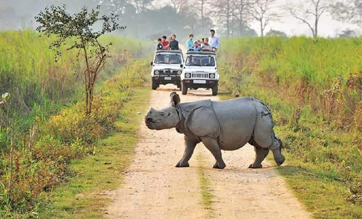 What Makes Kaziranga National Park Unique