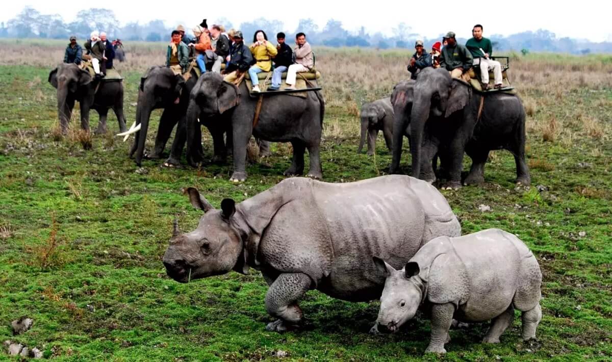 Kaziranga National Park (Eastern Range), Assam