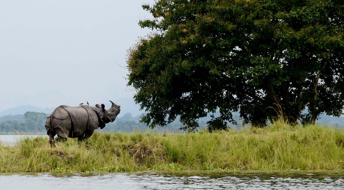 Responsible Travel in Kaziranga National Park