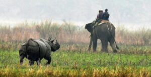 When’s the Best Time to Visit Kaziranga National Park?