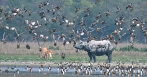 Pobitora Wildlife Sanctuary, Assam