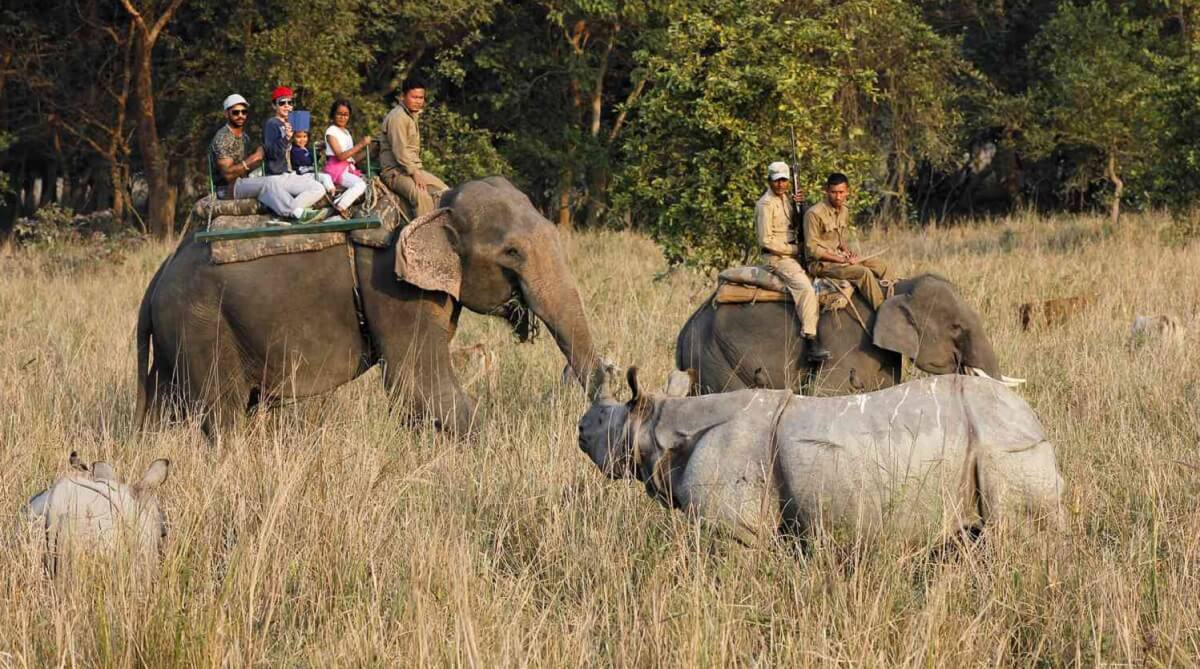 What Safari Options Are Available at Pobitora?