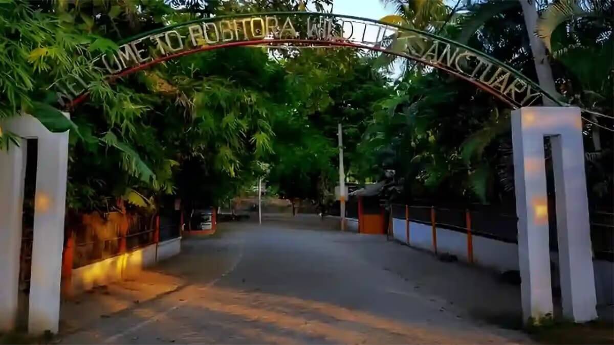 How Much Does It Cost to Visit Pobitora? (Entry Fees and Safari Prices)