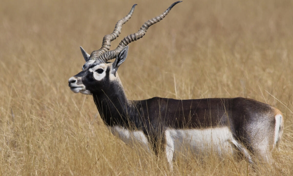 Velavadar Blackbuck National Park – The Savannah of India