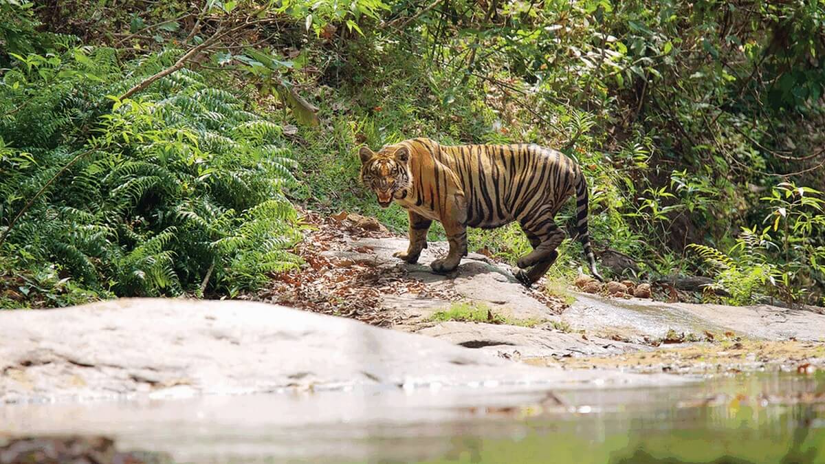 Periyar Tiger Reserve Safari Options at a Glance