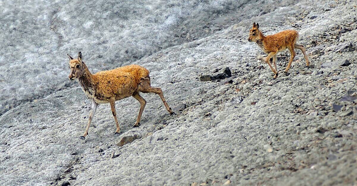 Top Experiences Inside Karakoram Wildlife Sanctuary