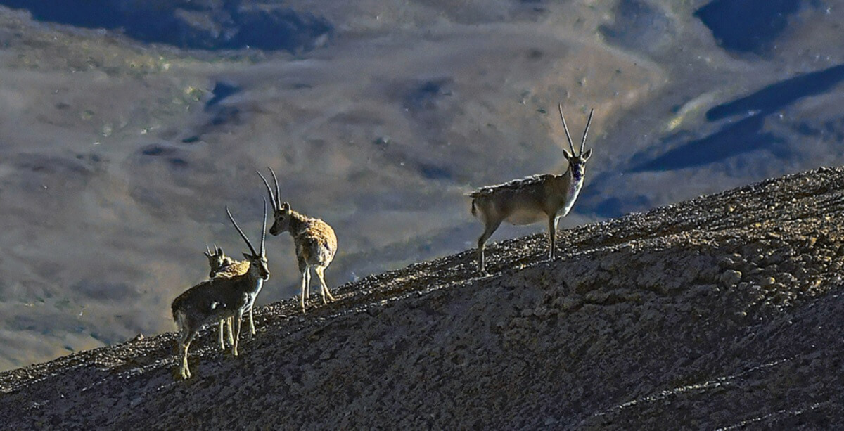 Flora and Fauna: What You Can Expect to See