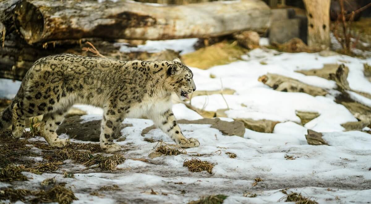 Sample Itinerary: 6 Days in Nubra and Karakoram Sanctuary