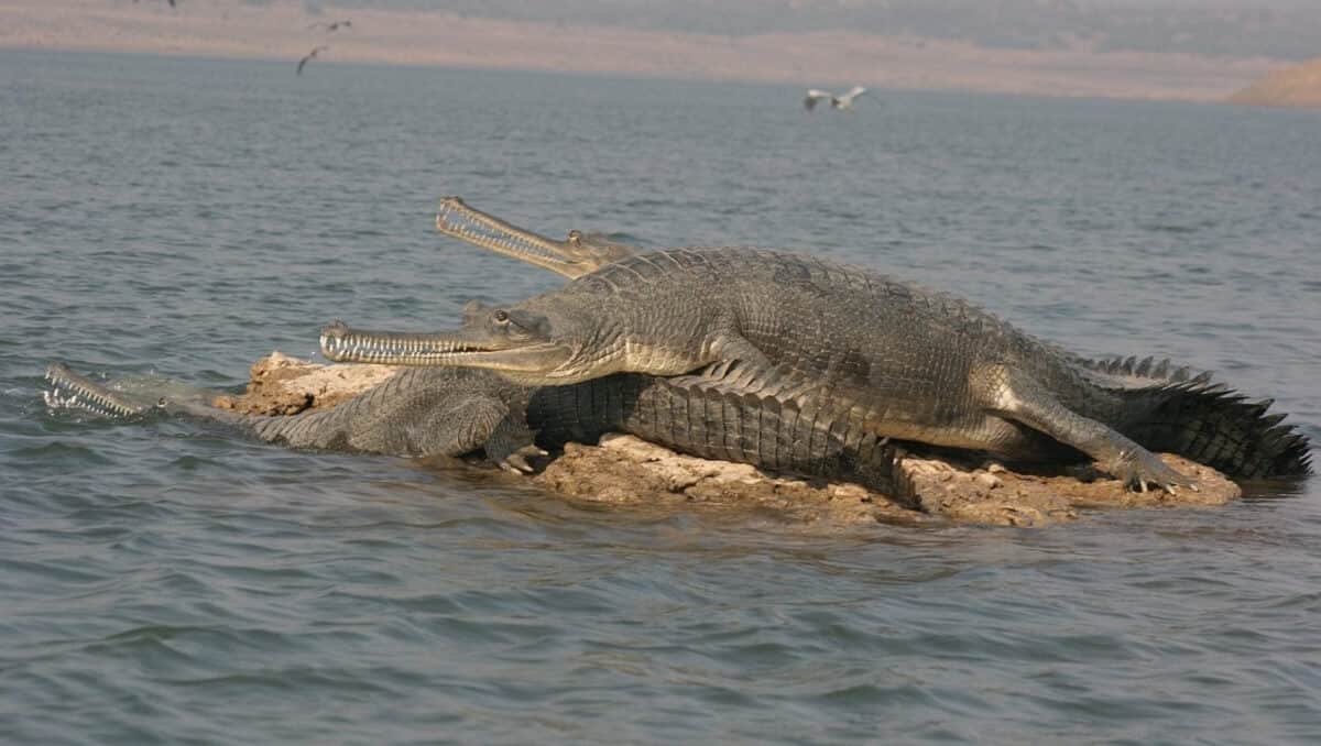 River Safari in the Chambal or Brahmaputra