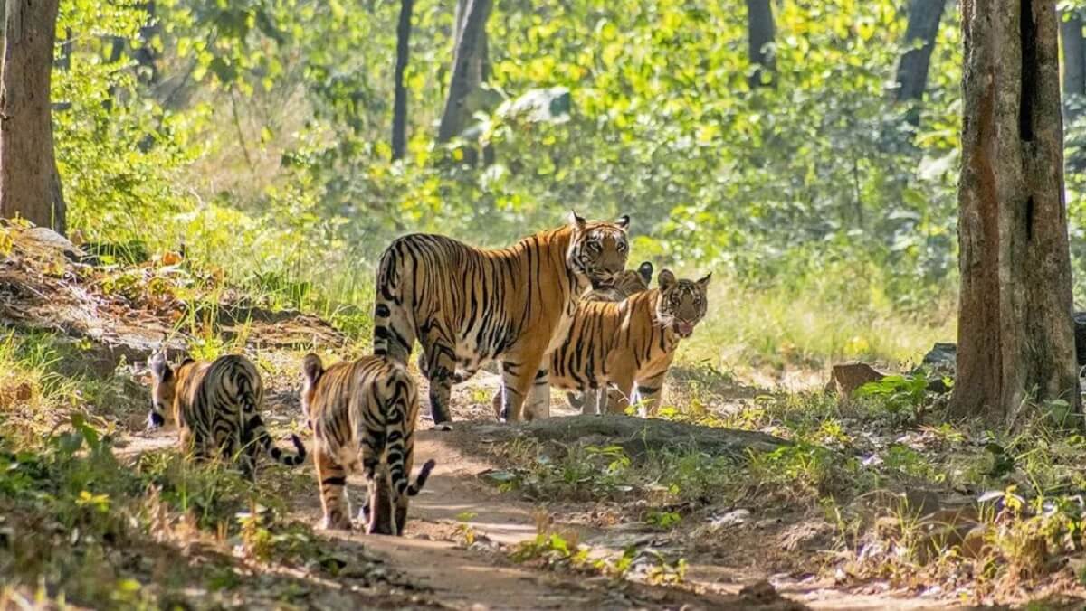 Best Ways to Reach Satpura National Park