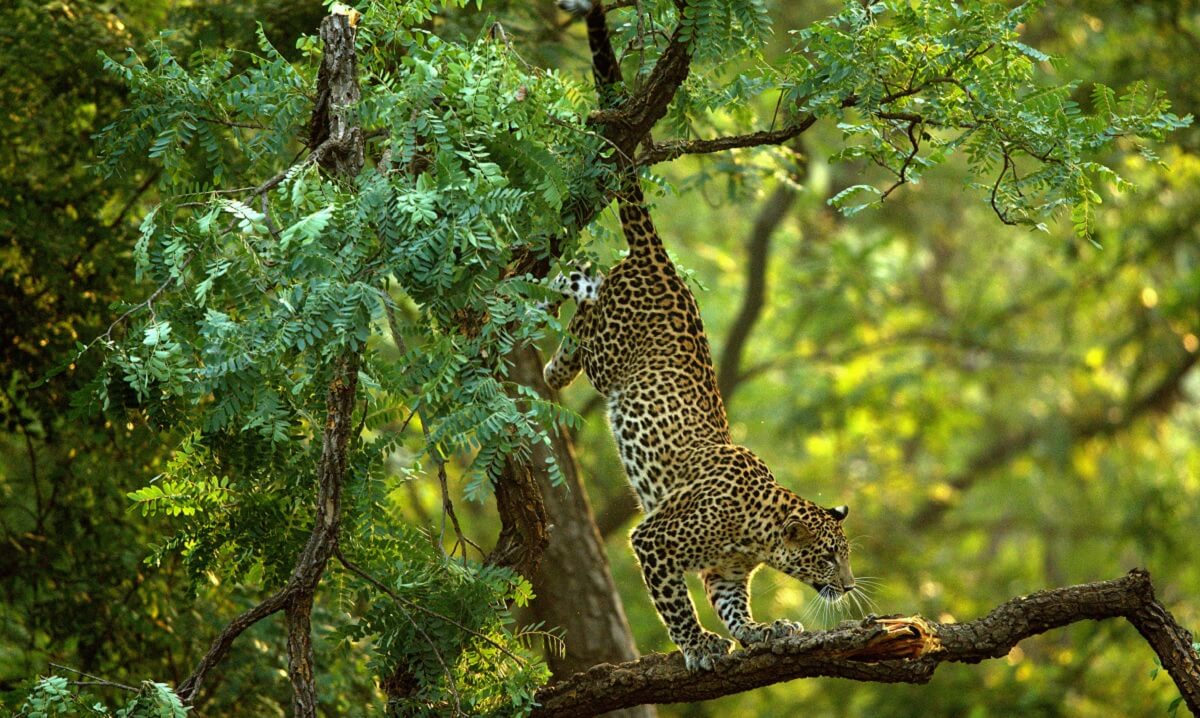 Suggested Travel Itineraries to Reach Satpura