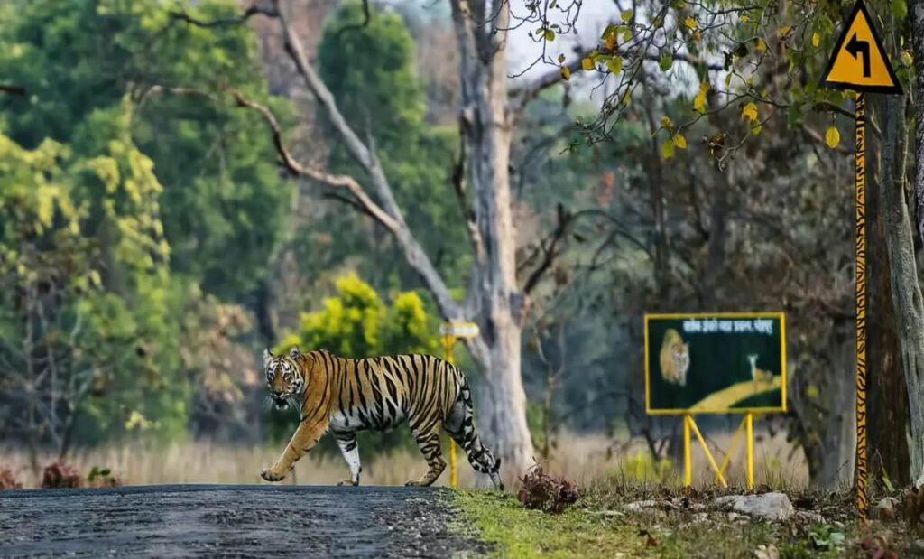 How to Reach Tadoba Tiger Reserve Guide | Air, Train & Road
