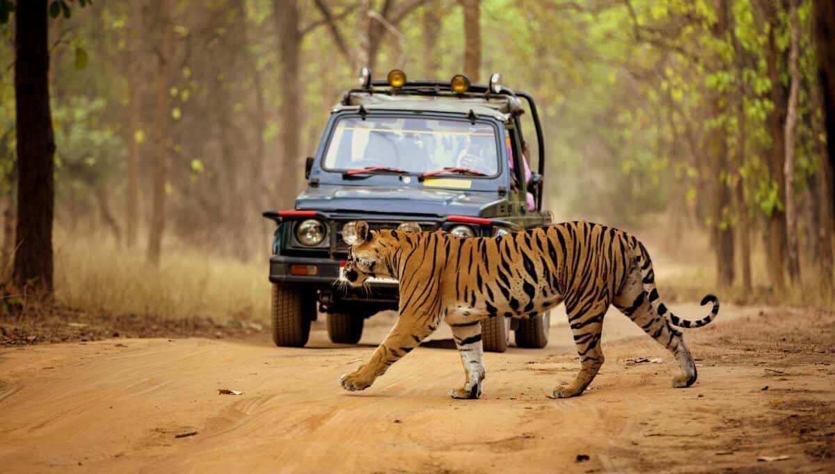Understanding How Tadoba is Divided