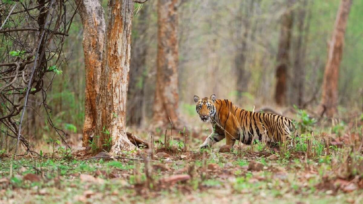 Insider Tips to Maximise Your Tiger Sighting Chances
