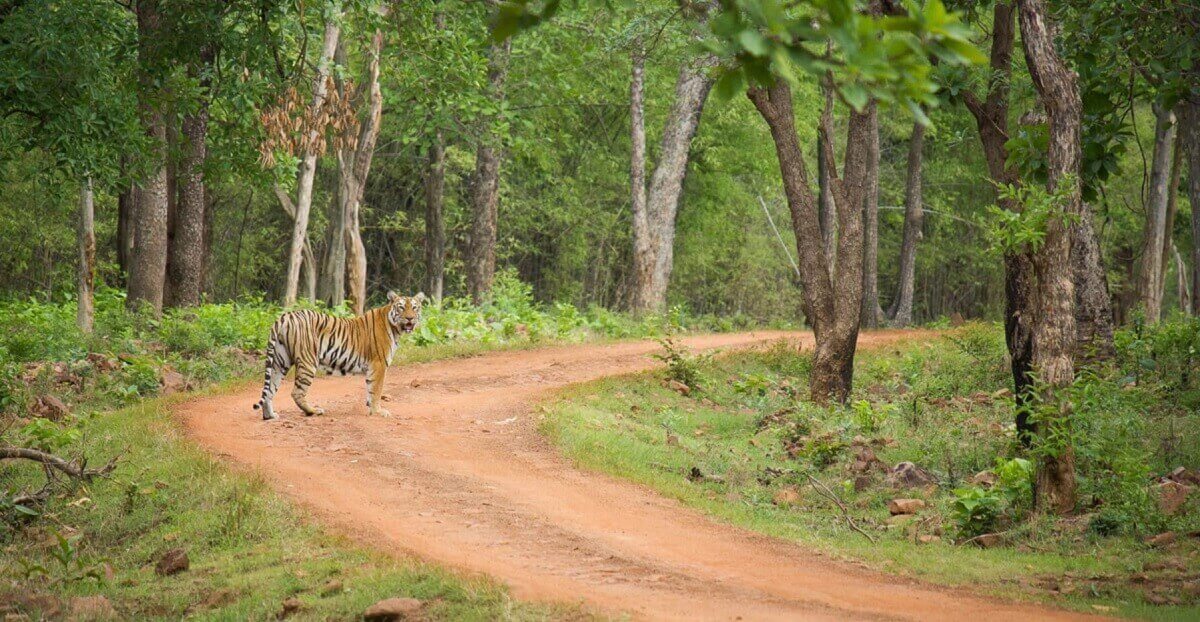 Best Zones for Tiger Sightings in Tadoba