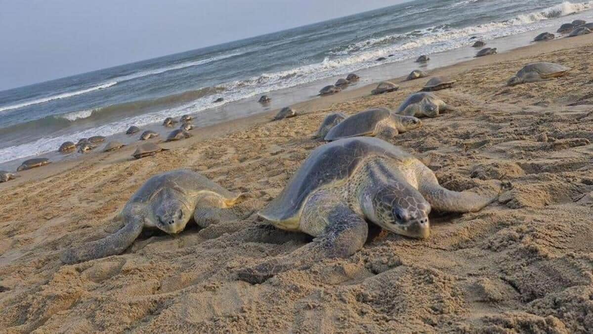 Sea Turtle Watching in Odisha