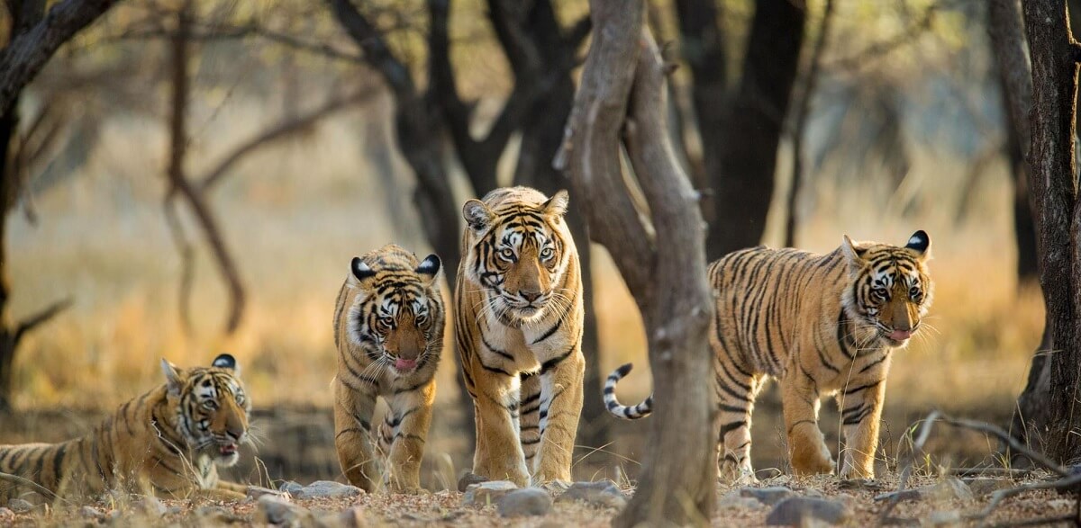 What You Can Expect to See in Ranthambore in May