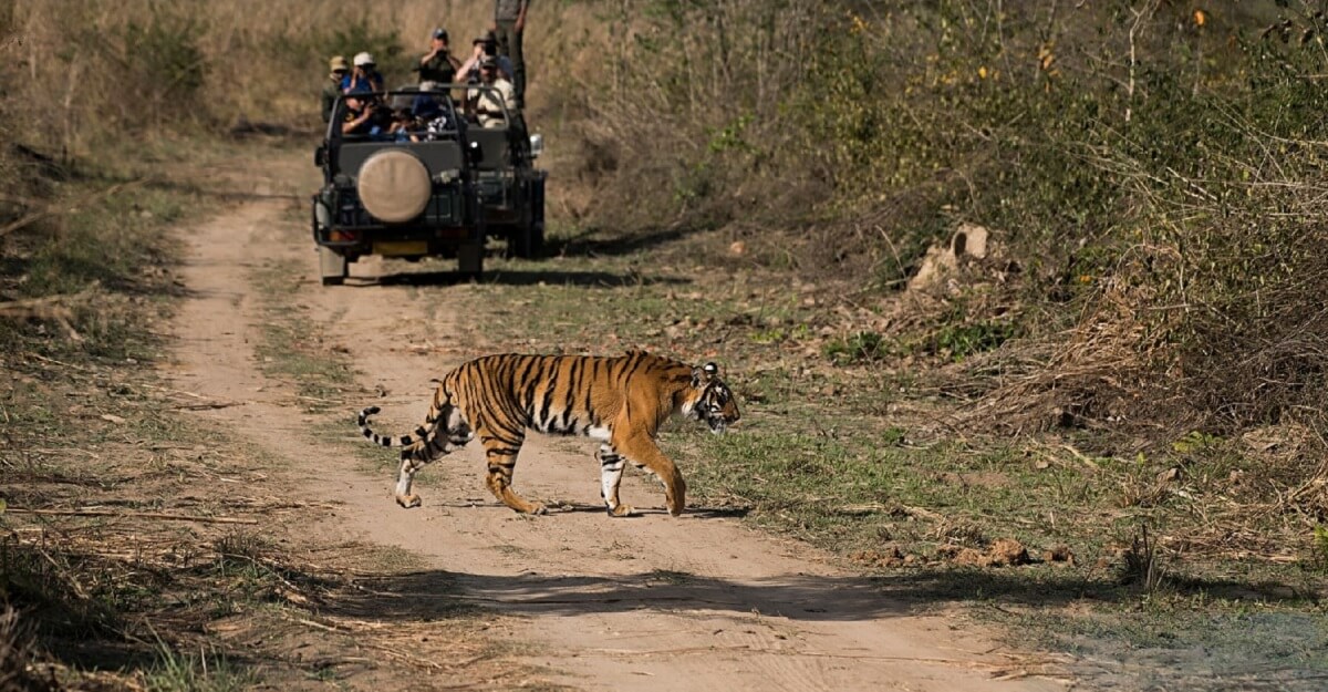 Safari Types and Best Safari Zones in Ranthambore in May