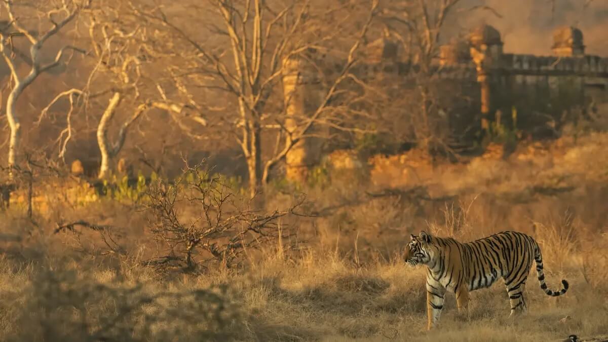 Why You Should Visit Ranthambore in May