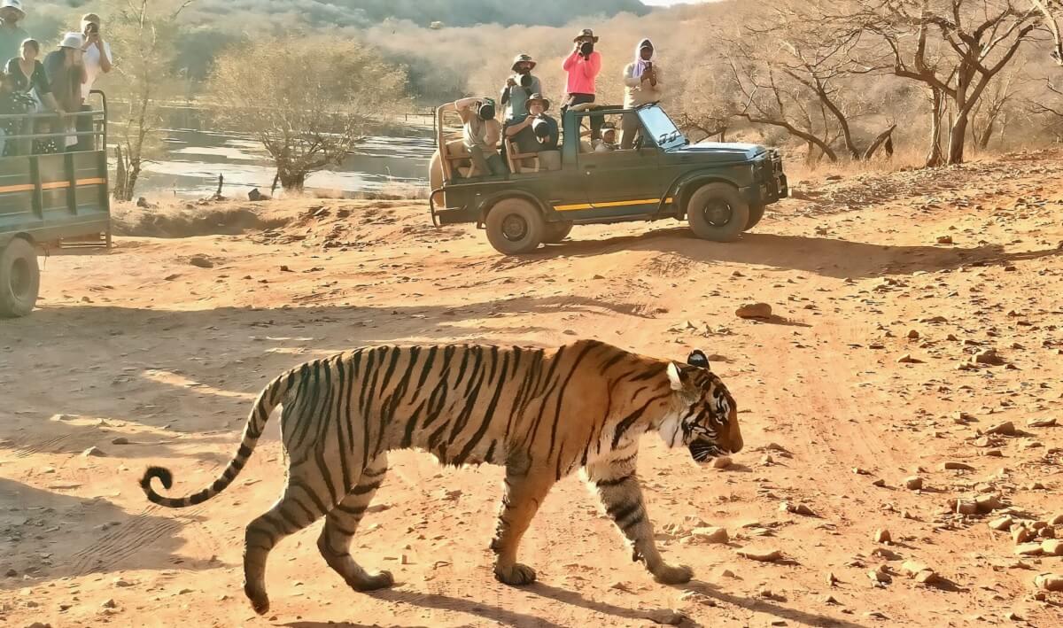 Ranthambore National Park, Rajasthan