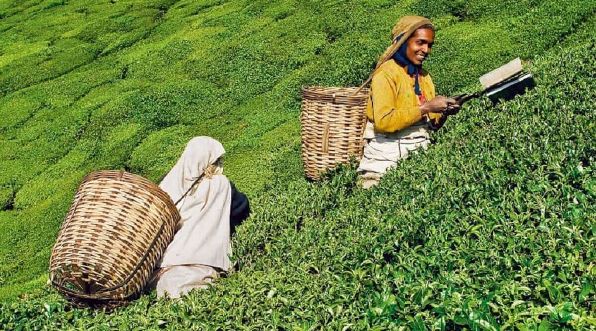 Best Things to Do in Coonoor in April 2025