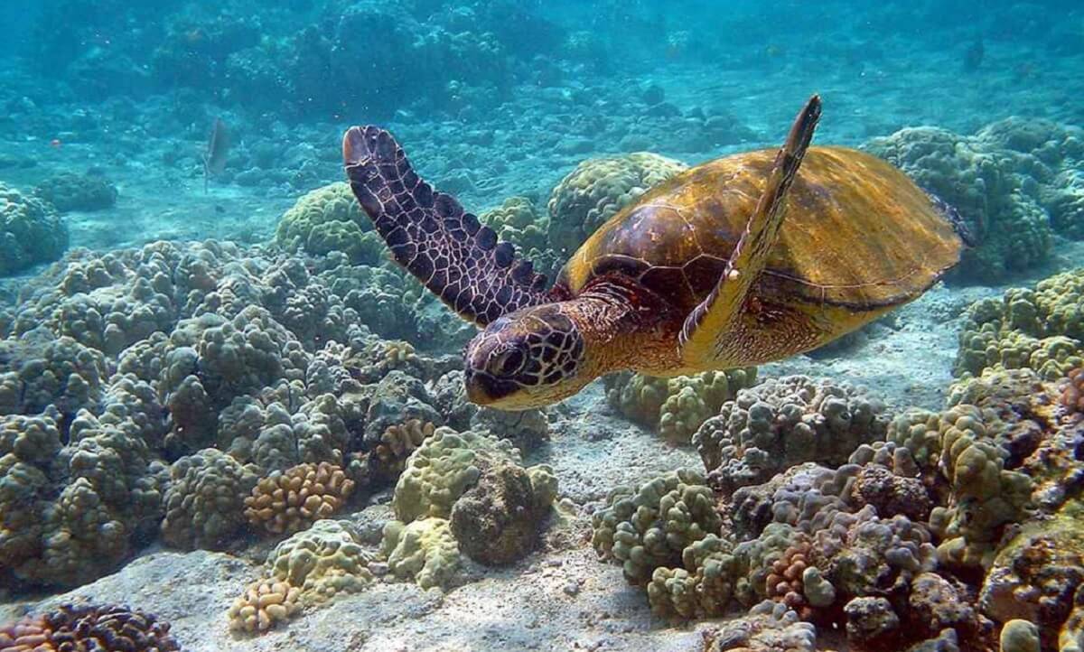 The Pristine Islands and Marine Biodiversity of the Gulf of Mannar (Tamil Nadu)