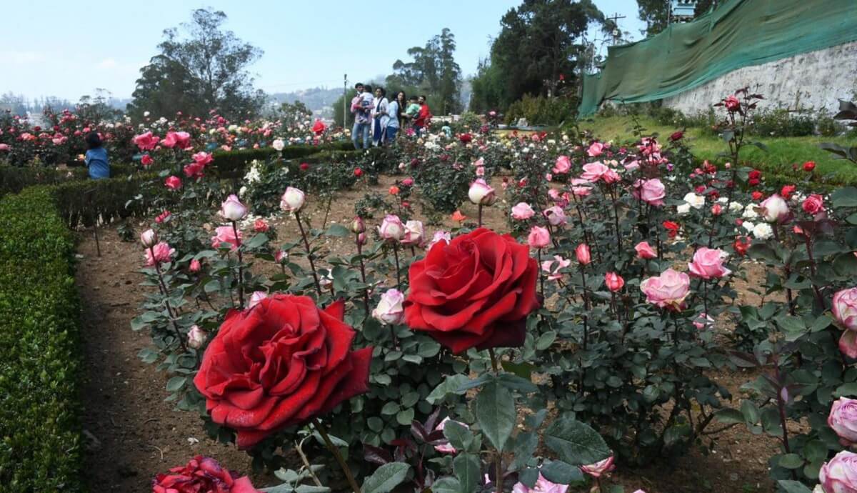 Stroll Through the Rose Garden