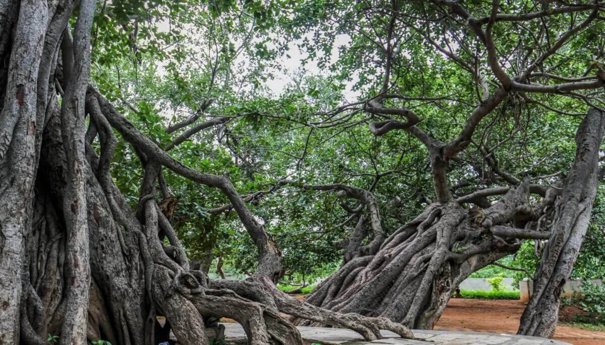 Mahabubnagar – Land of Pillalamarri and Palamuru Heritage