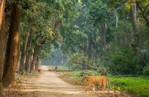 Jim Corbett National Park – Wildlife & Wilderness