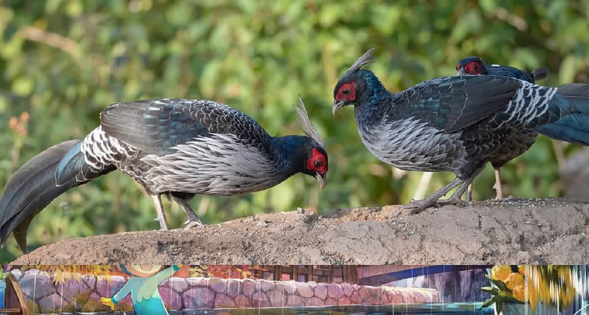 Binsar – Wildlife, Forest Retreats & Himalayan Silence