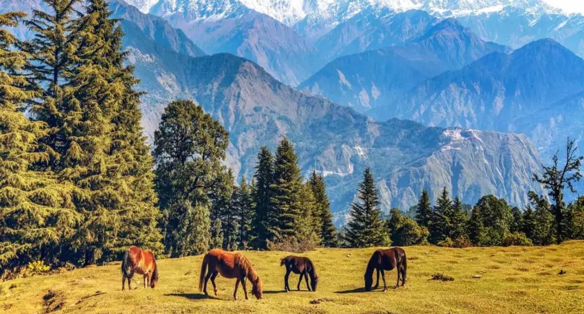 Munsiyari – The Hidden Gem of Kumaon