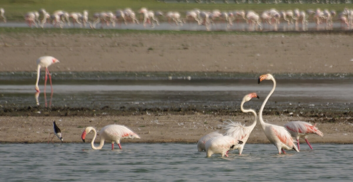 Thol Lake Bird Sanctuary (40 km)