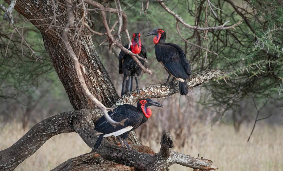 Namdapha National Park – Wilderness in Winter