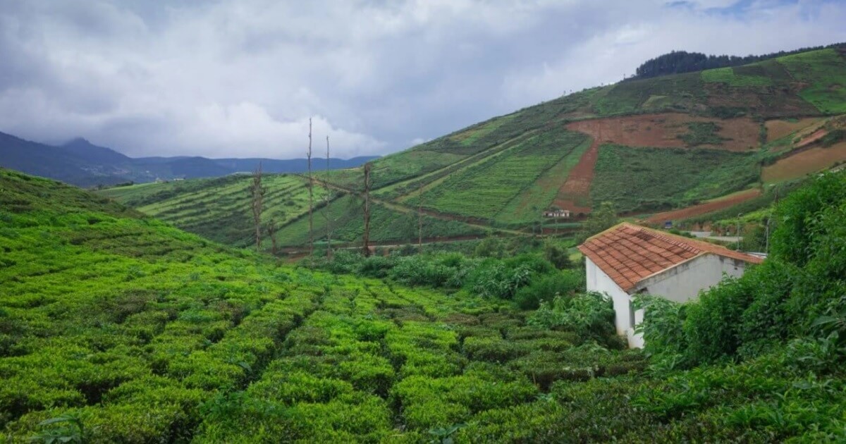 Coorg, Karnataka – A Rain-Soaked Coffee Paradise