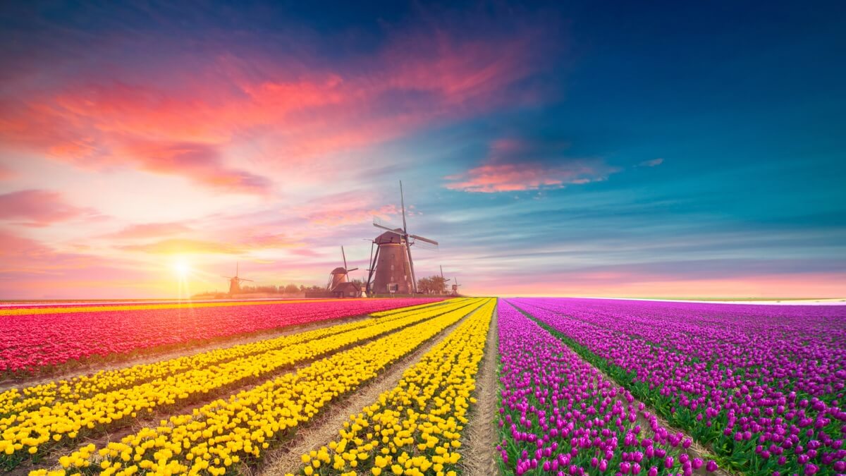 Netherlands: Tulip Season Finale and Summer Beginning